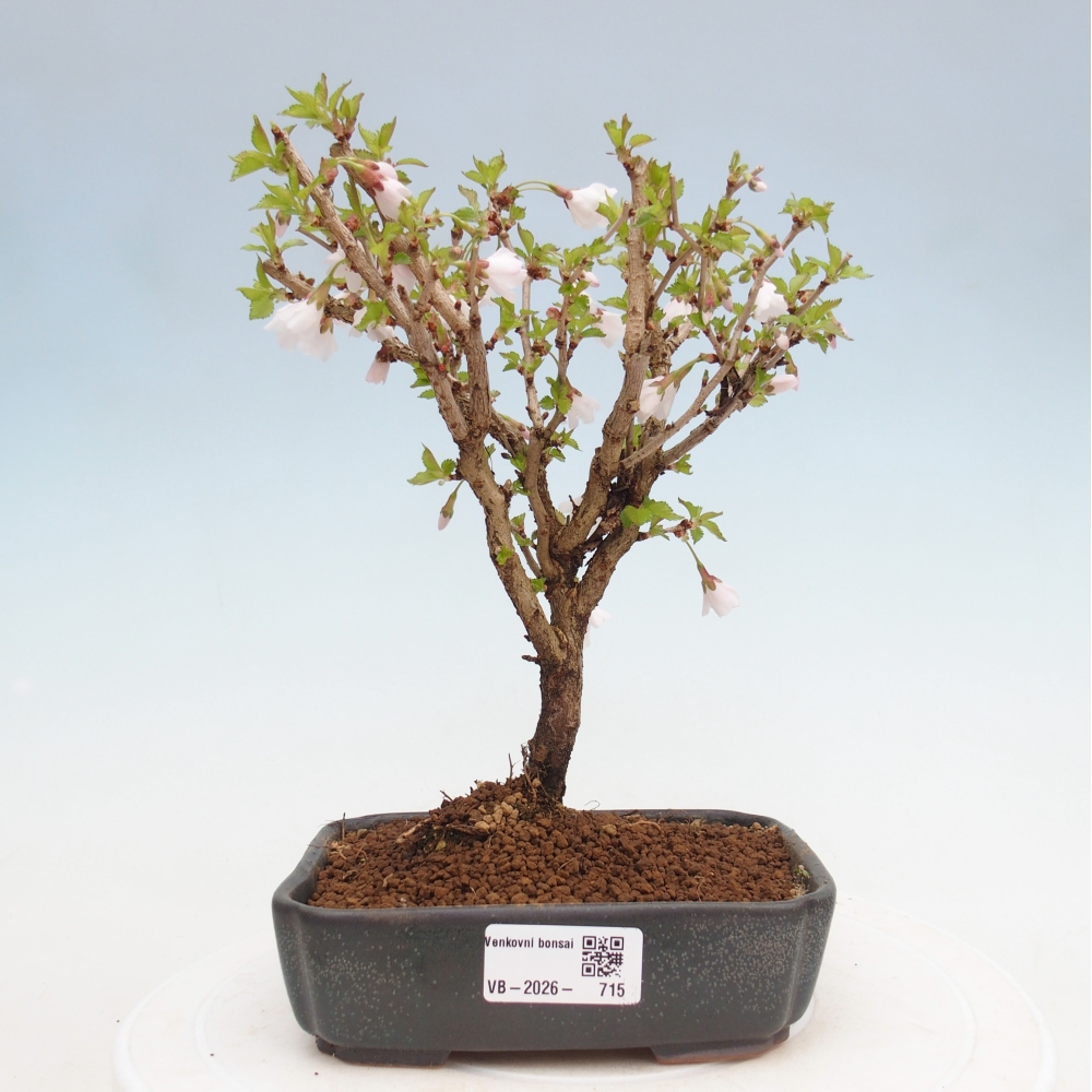Venkovní bonsai - Prunus incisa Kojou-no mai-Slivoň vyříznutá