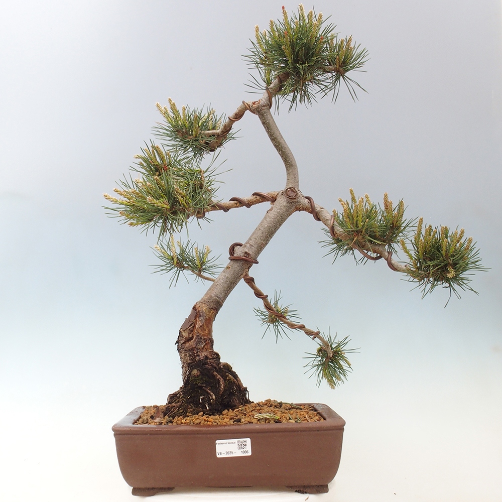 Venkovní bonsai - Pinus Sylvestris Watererri - Borovice lesní