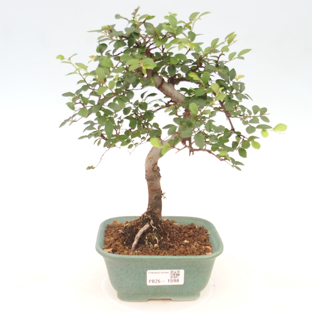 Pokojová bonsai - Ulmus parvifolia - Malolistý jilm