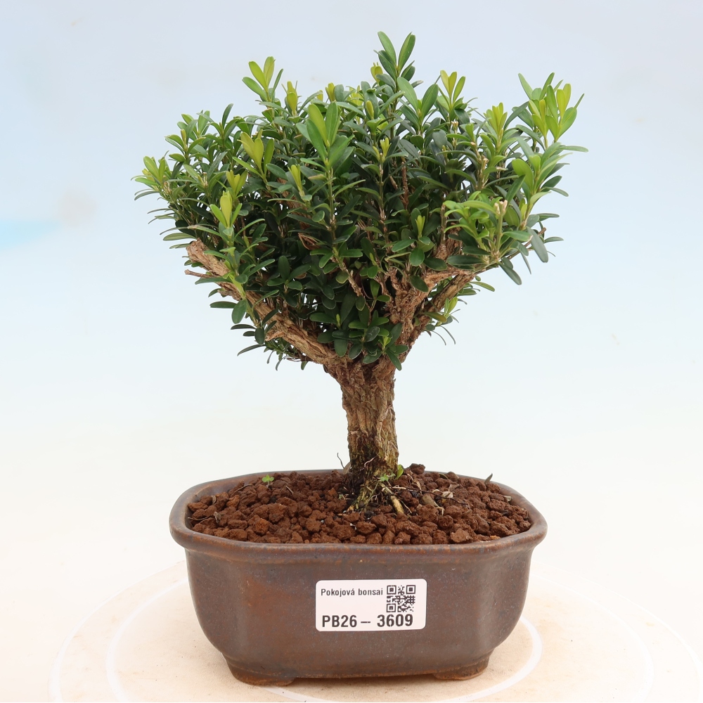 Pokojová bonsai - Buxus harlandii -korkový buxus
