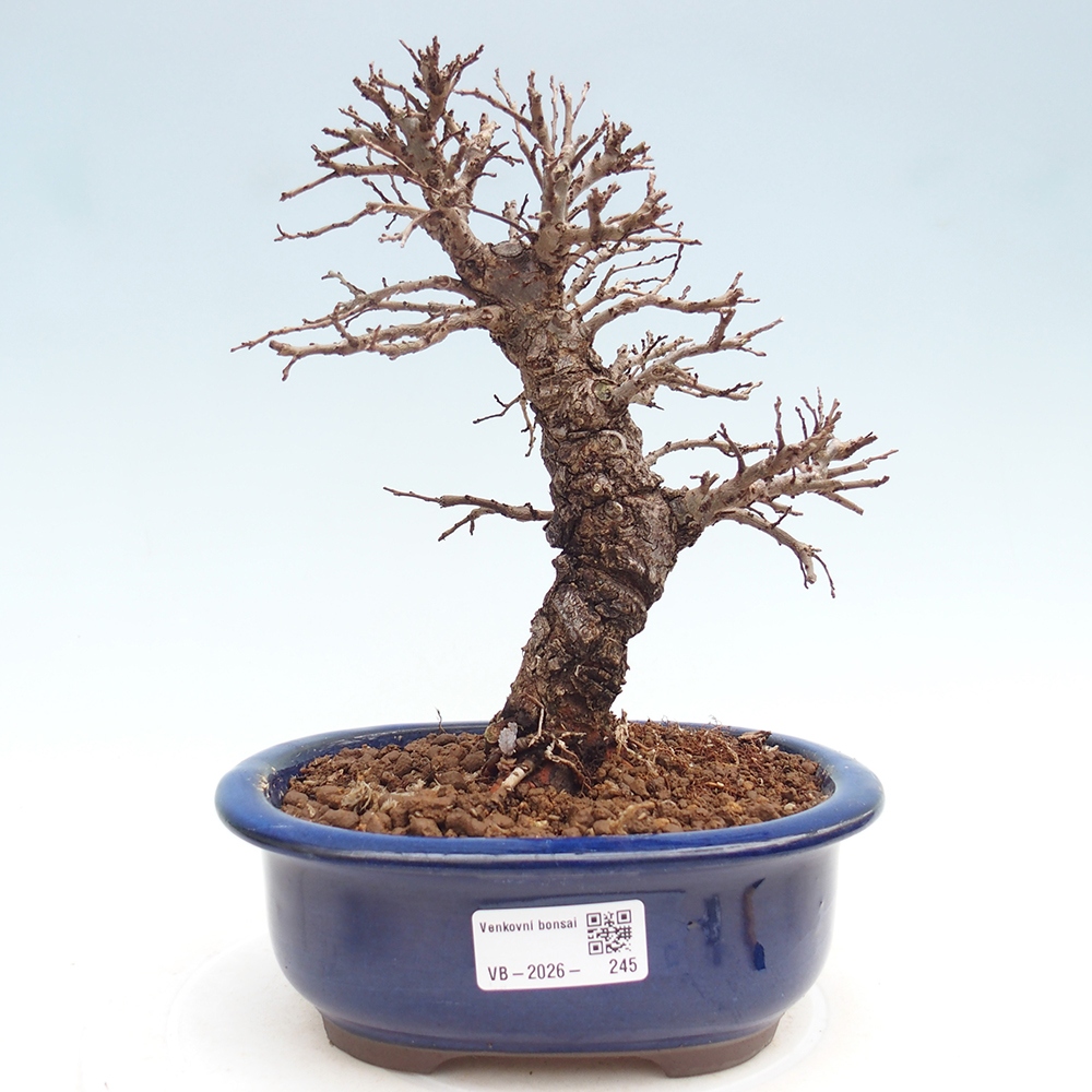 Venkovní bonsai - Zelkova - Zelkova NIRE