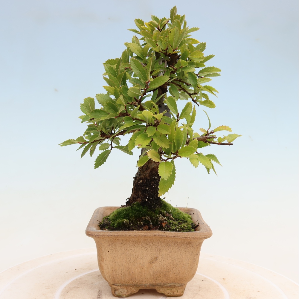 Venkovní bonsai - Zelkova - Zelkova NIRE
