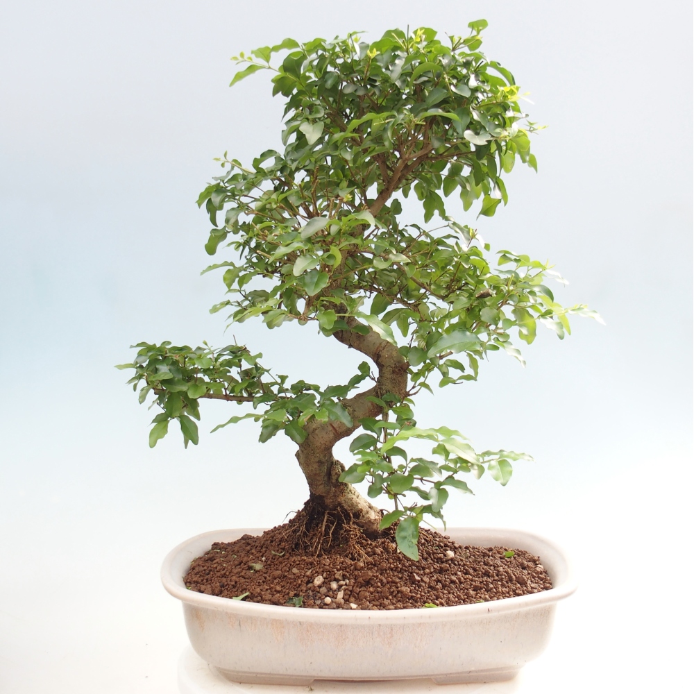 Pokojová bonsai -Ligustrum chinensis - Ptačí zob