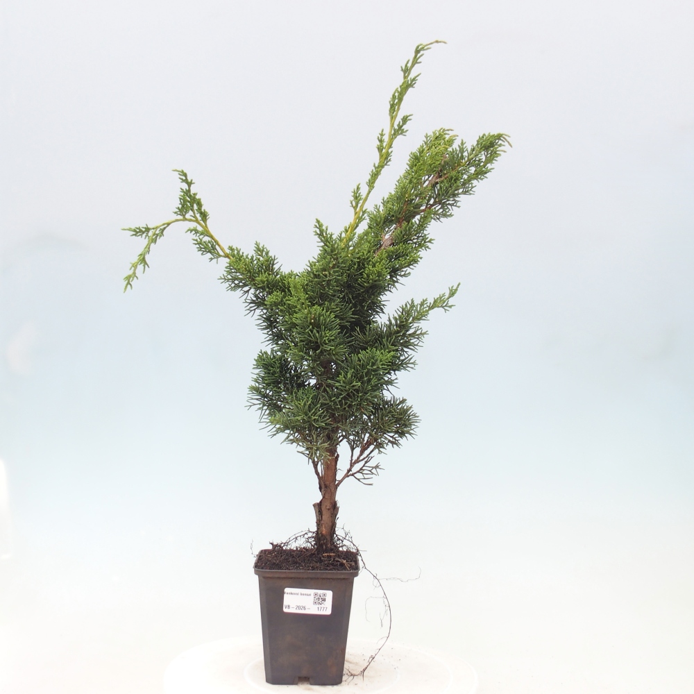 Venkovní bonsai - Juniperus chinensis Kishu -Jalovec čínský