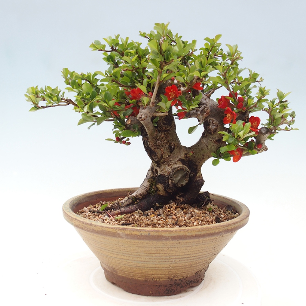 Venkovní  bonsai -  Chaneomeles speciosa - Kdoulovec ozdobný
