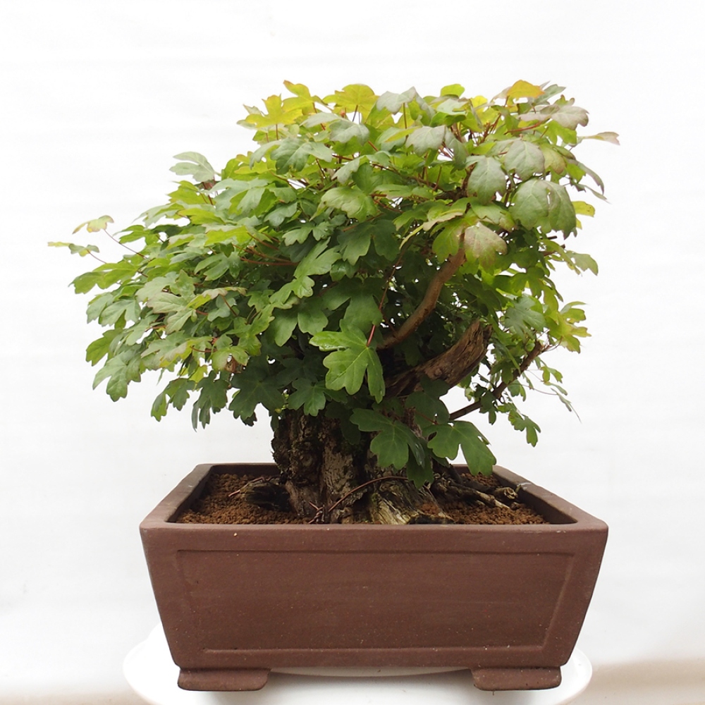 Venkovní bonsai -Javor babyka - Acer campestre
