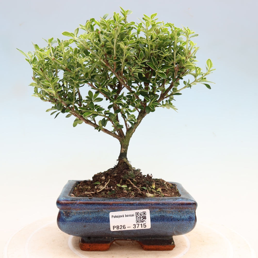 Pokojová bonsai - Serissa foetida Variegata - Strom tisíce hvězd