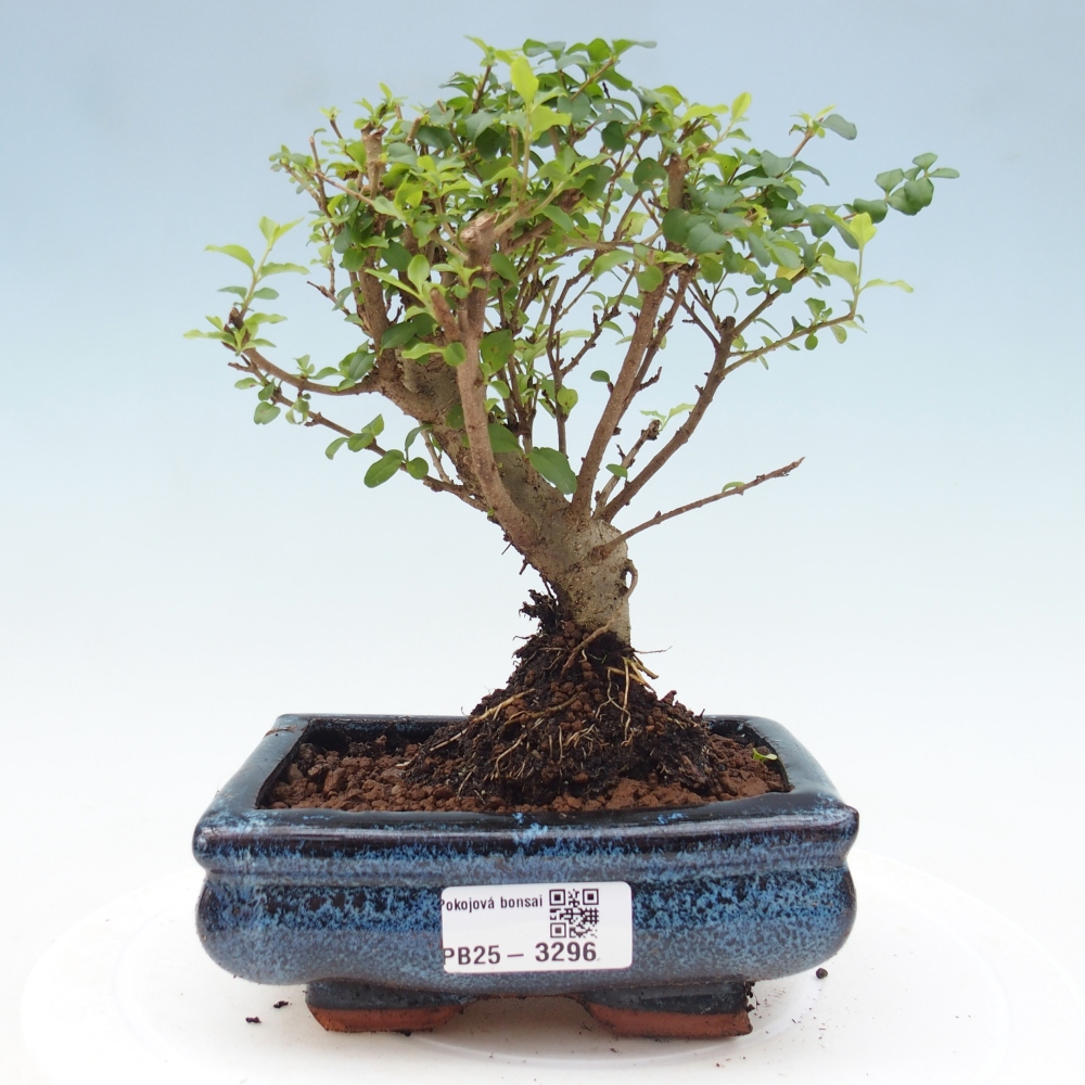 Pokojová bonsai -Ligustrum chinensis - Ptačí zob
