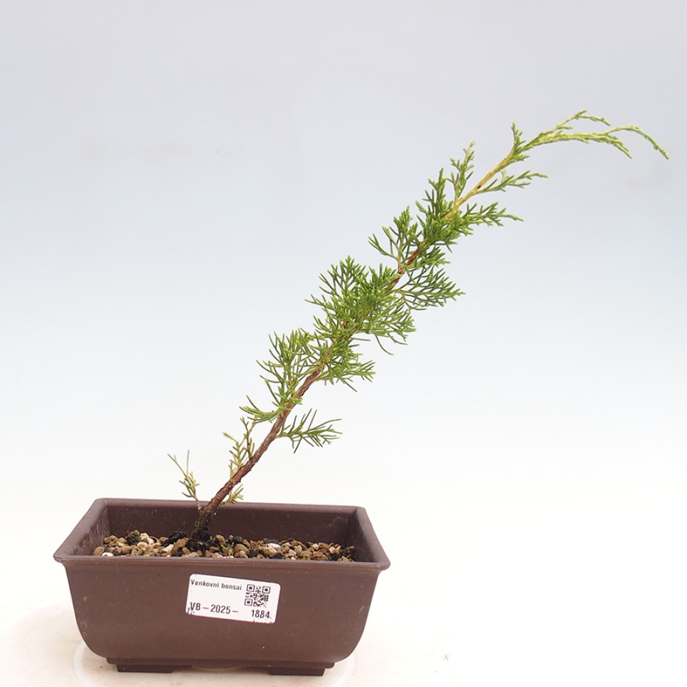 Venkovní bonsai - Juniperus chinensis Itoigawa -Jalovec čínský