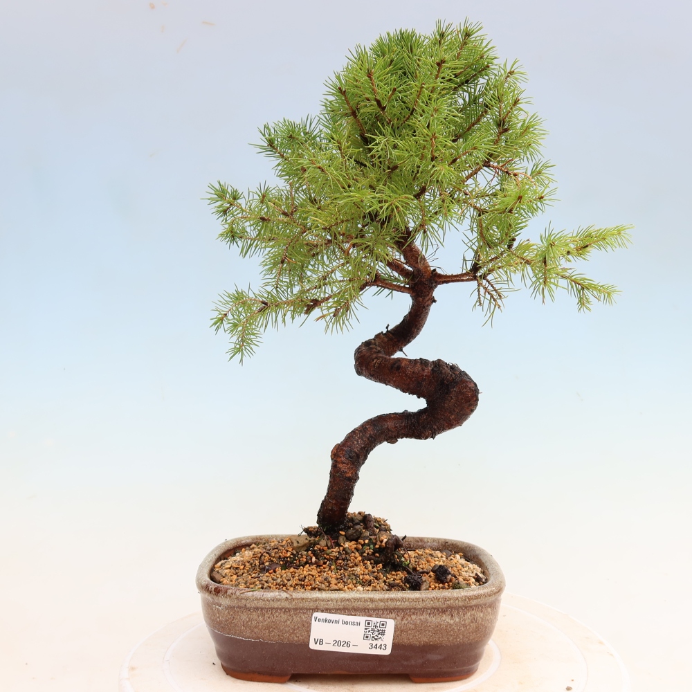Venkovní bonsai- Smrk sivý - Picea glauca globe