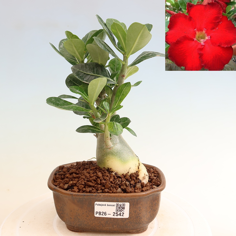 Pokojová bonsai - Adenium obesum Red Star - Pouštní růže