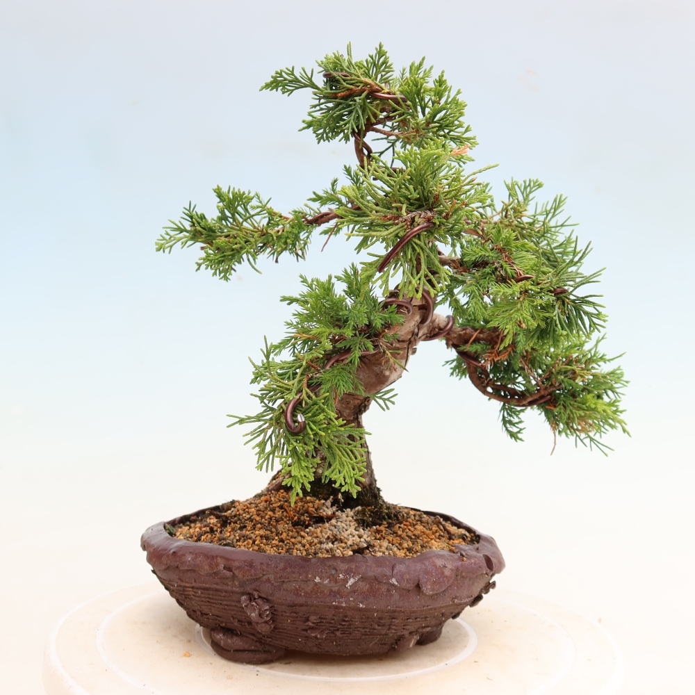 Venkovní bonsai - Juniperus chinensis Itoigawa-Jalovec čínský