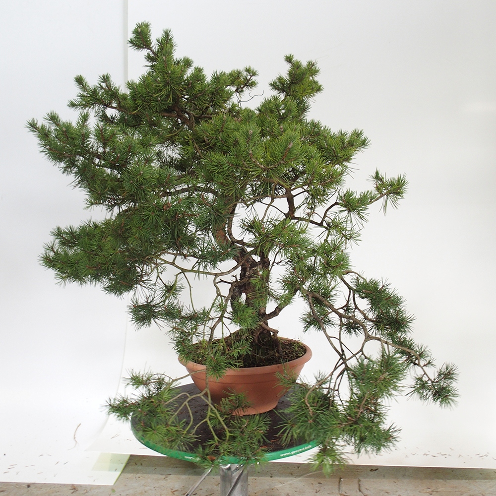 Yamadori - Pinus sylvestris Španělsko