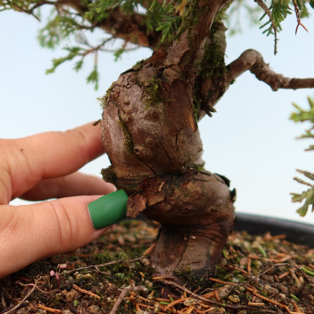 Venkovní bonsai - Juniperus chinensis Itoigawa-Jalovec čínský