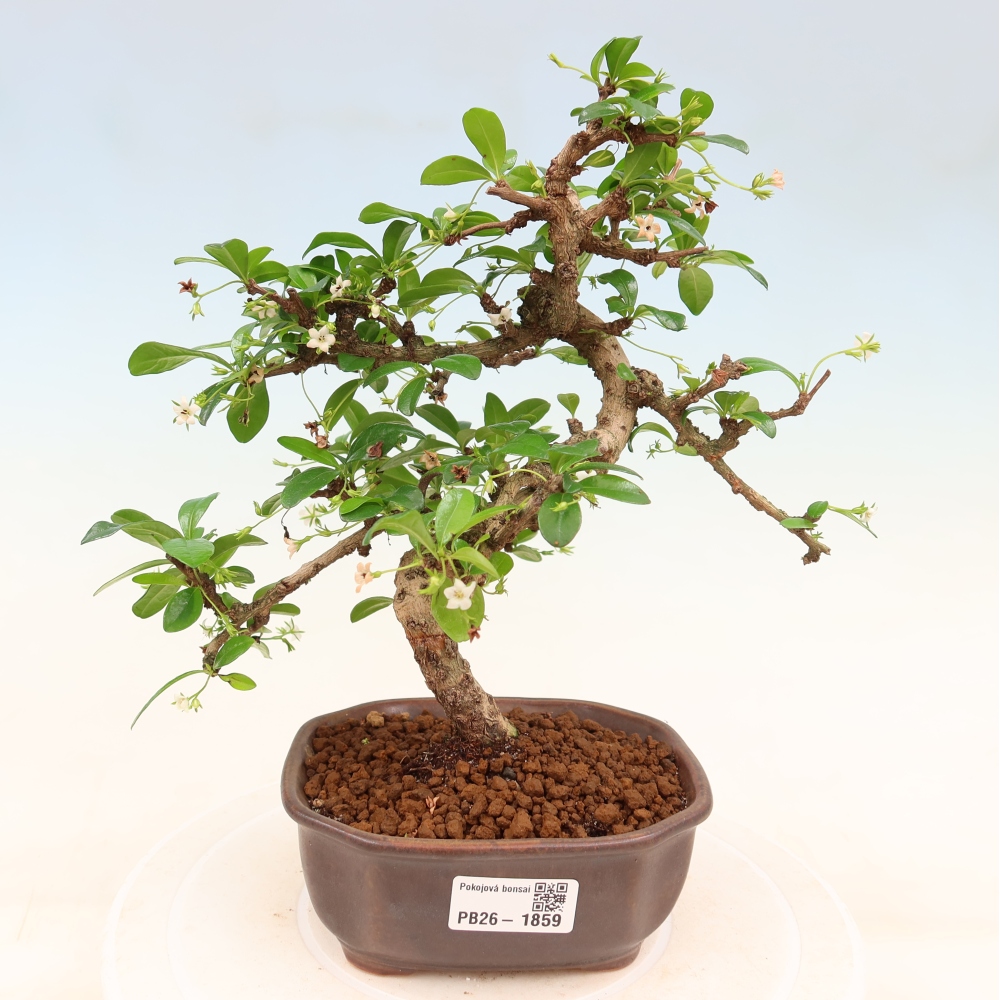 Pokojová bonsai - Carmona macrophylla - Čaj fuki