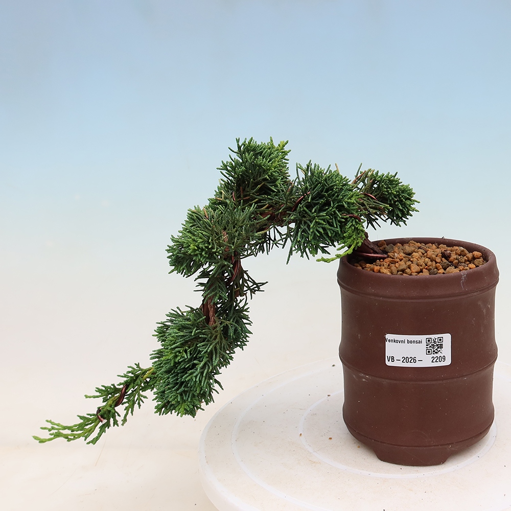 Venkovní bonsai - Juniperus chinensis Kishu -Jalovec čínský