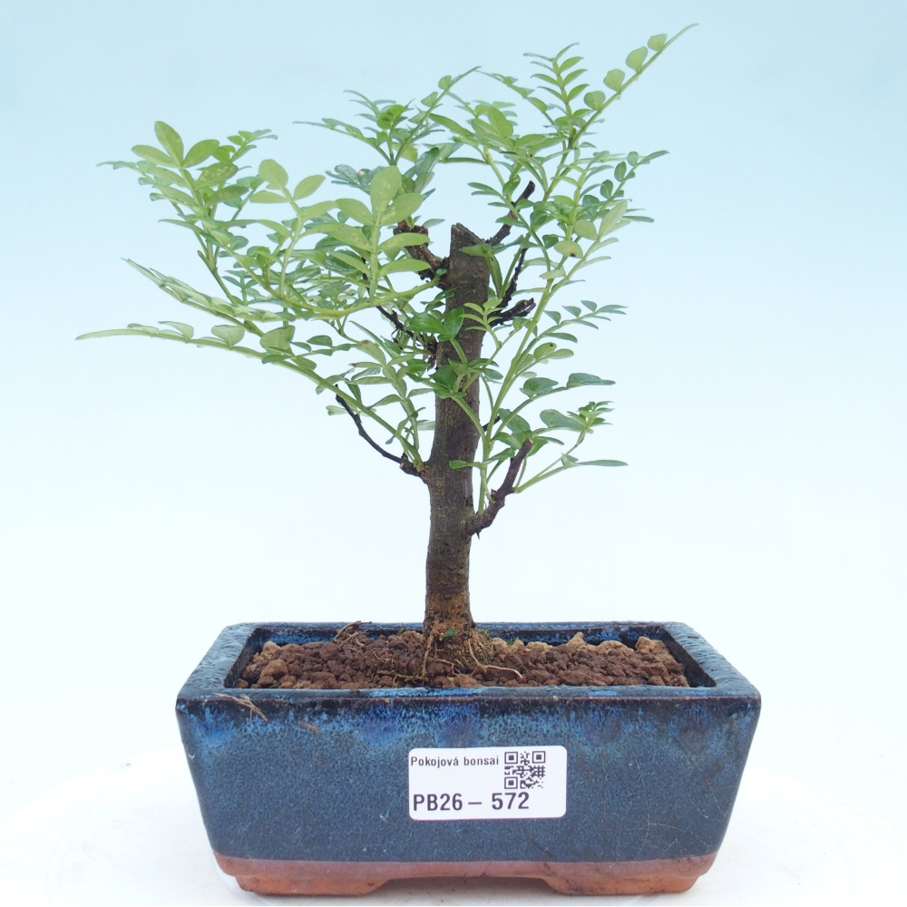 Pokojová bonsai - Zantoxylum piperitum - pepřovník