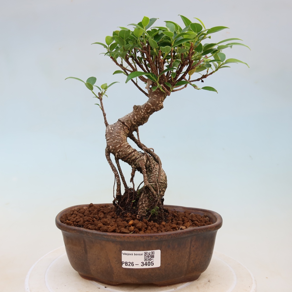 Pokojová bonsai - Ficus kimmen -  malolistý fíkus