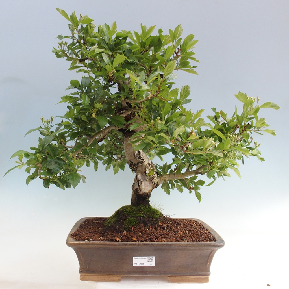 Venkovní bonsai - Hloh klínovitý - Crataegus cuneata