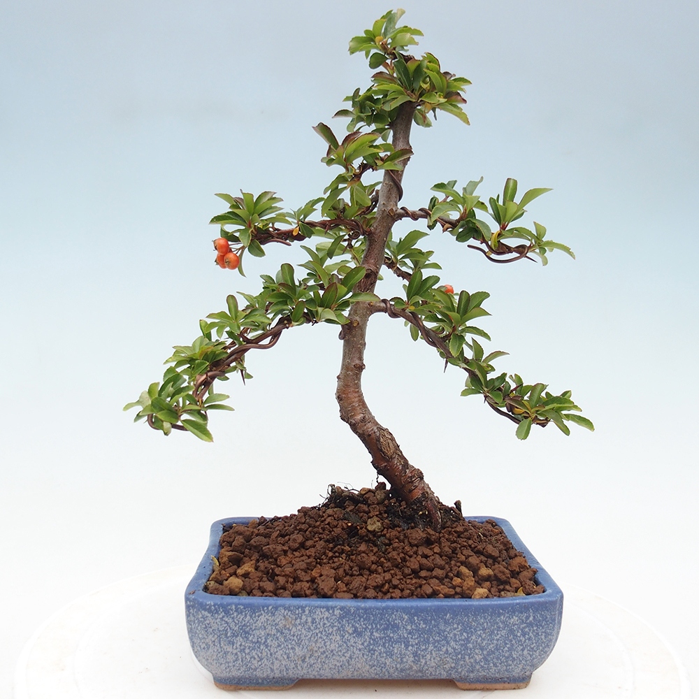 Venkovní bonsai-Pyracanta Teton -Hlohyně