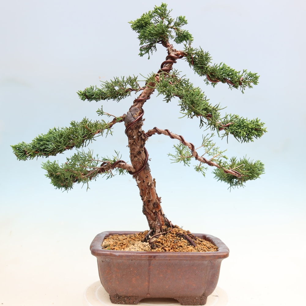 Venkovní bonsai - Juniperus chinensis Kishu -Jalovec čínský