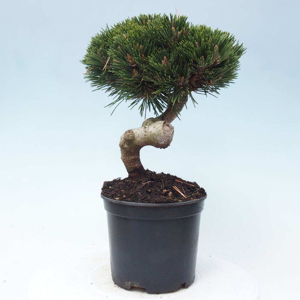 Venkovní bonsai - Pinus thunbergii senjyumaru - Borovice thunbergova