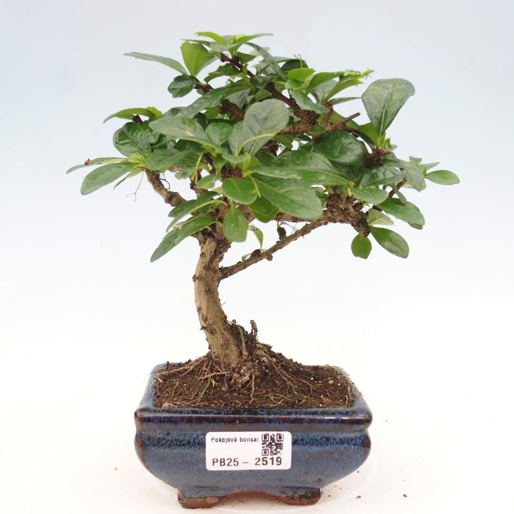 Pokojová bonsai - Carmona macrophylla - Čaj fuki
