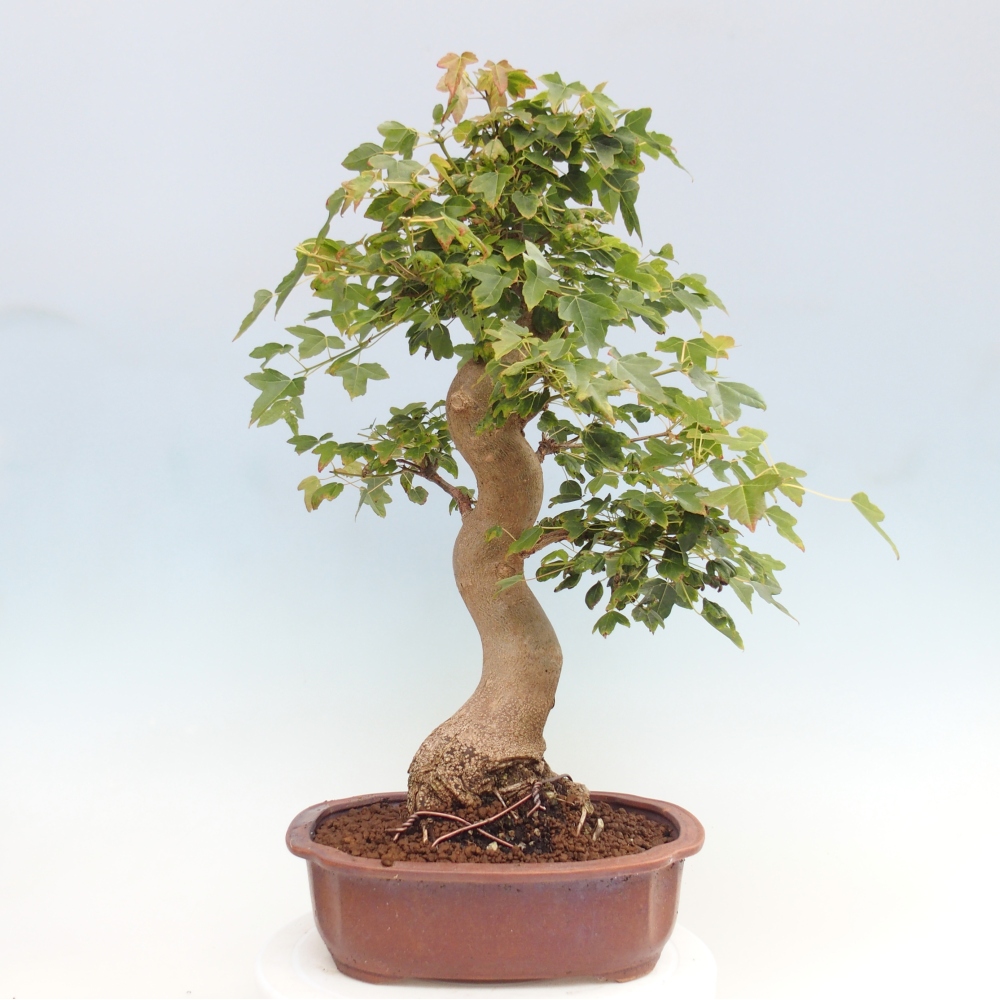 Venkovní bonsai - Acer Buergerianum - Javor Burgerův