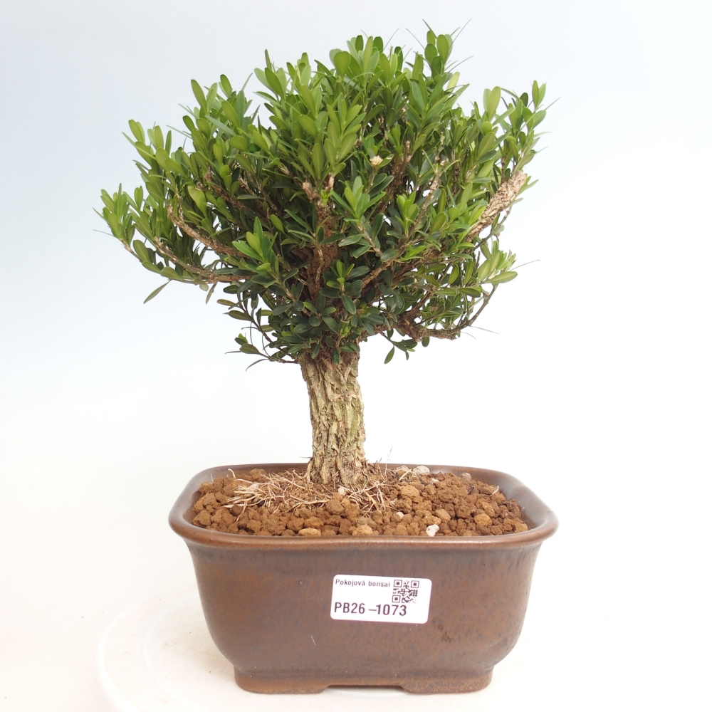 Pokojová bonsai - Buxus harlandii - korkový buxus
