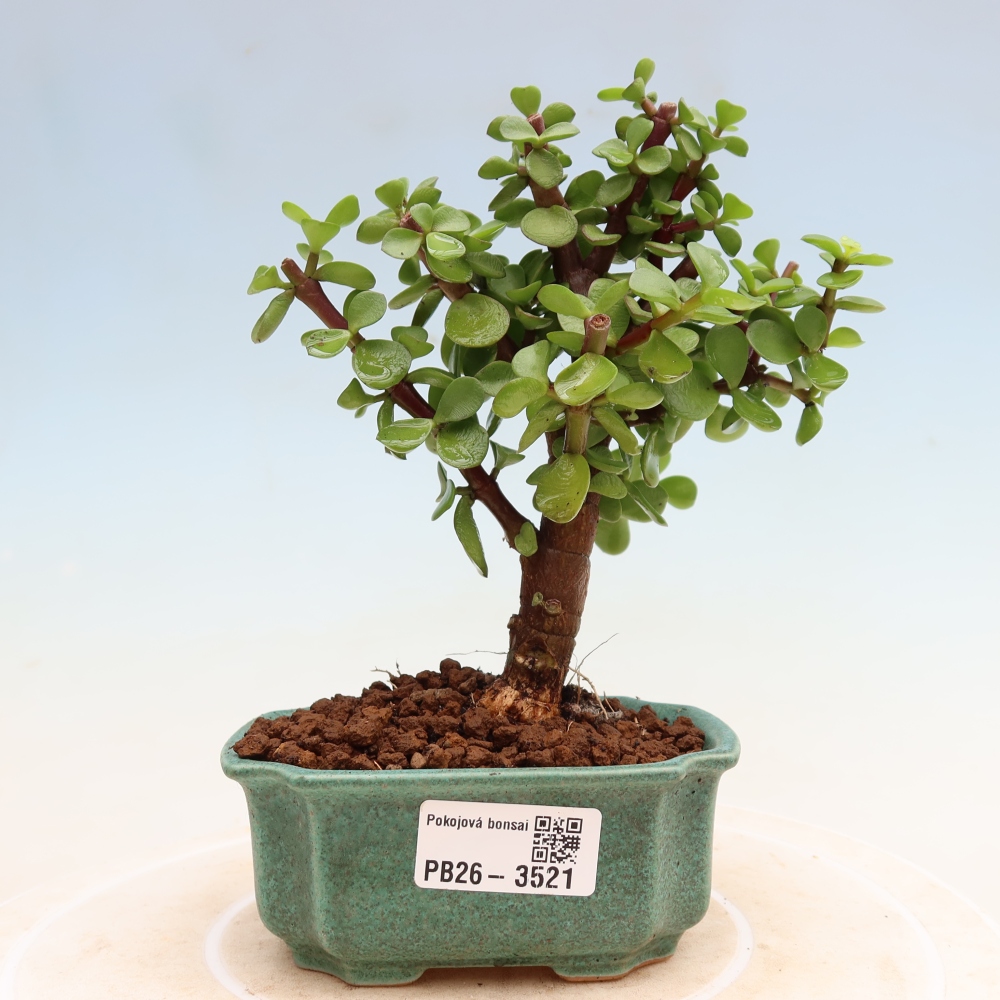 Pokojová bonsai - Portulakaria Afra - Tlustice