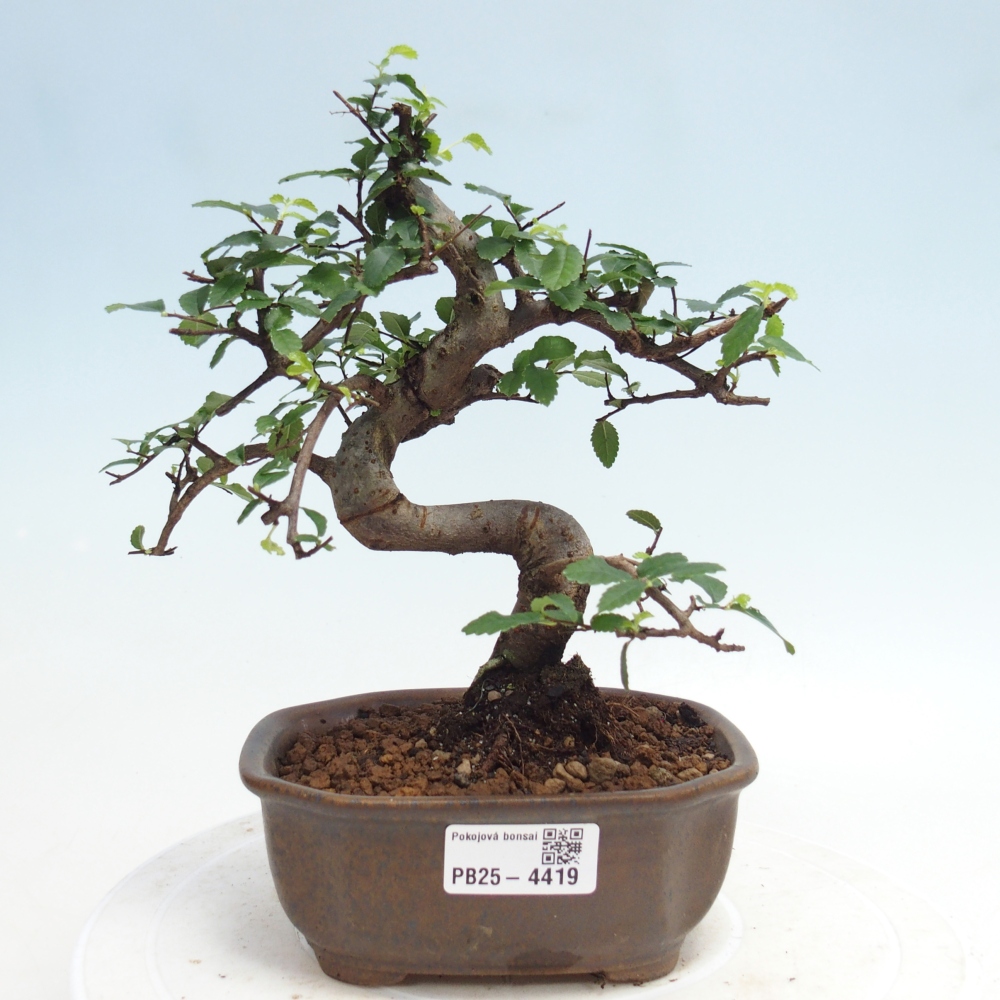 Pokojová bonsai - Ulmus parvifolia - Malolistý jilm