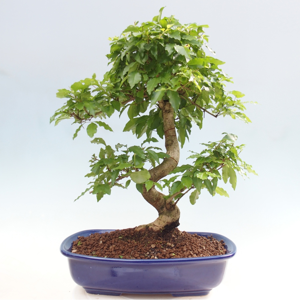 Pokojová bonsai -Ligustrum chinensis - Ptačí zob