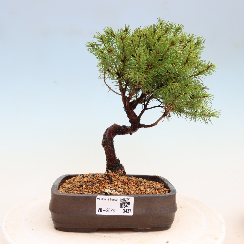Venkovní bonsai- Smrk sivý - Picea glauca globe