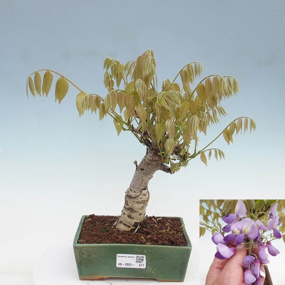 Venkovní bonsai - Vistarie květnatá - Wisteria floribunda