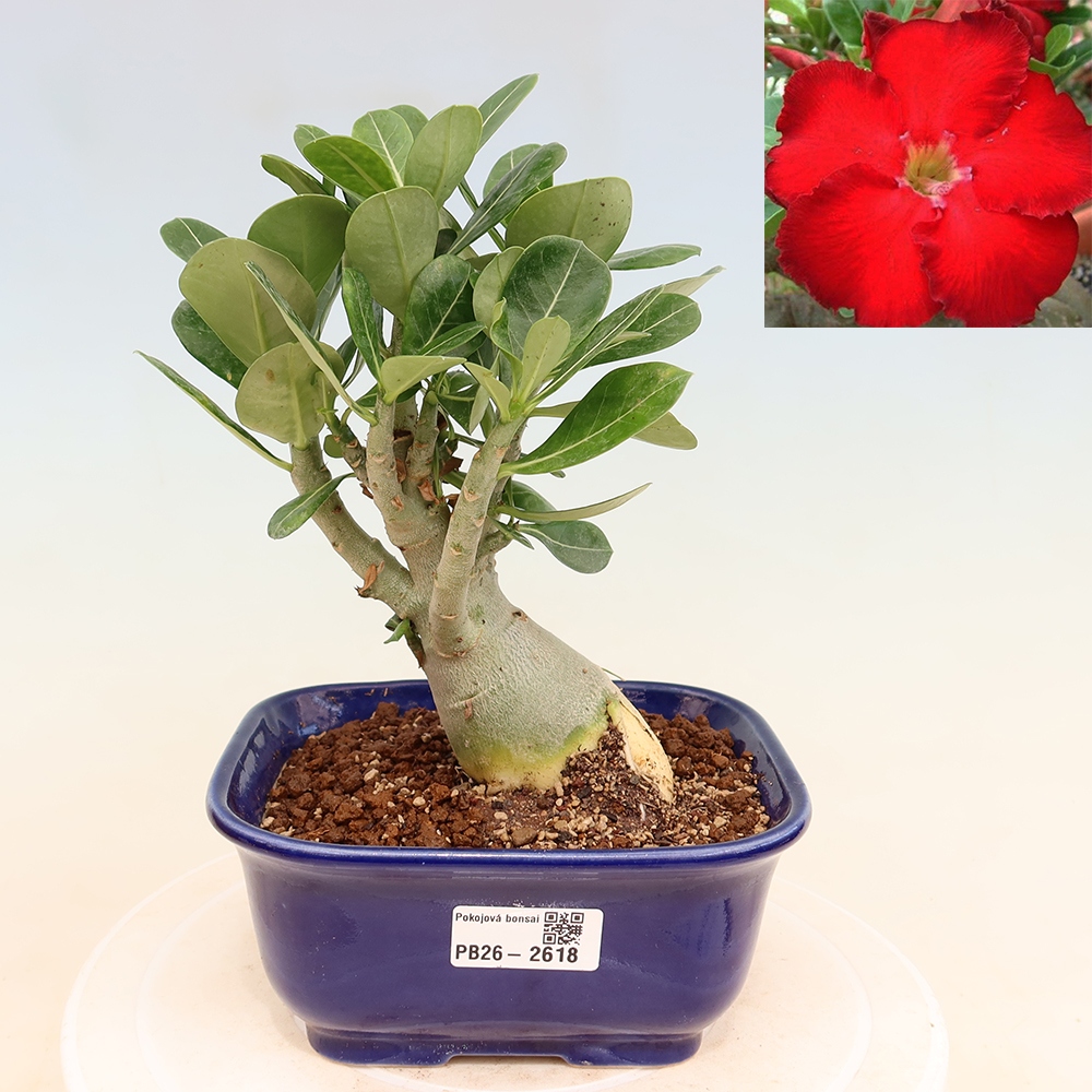 Pokojová bonsai - Adenium obesum Red Star - Pouštní růže