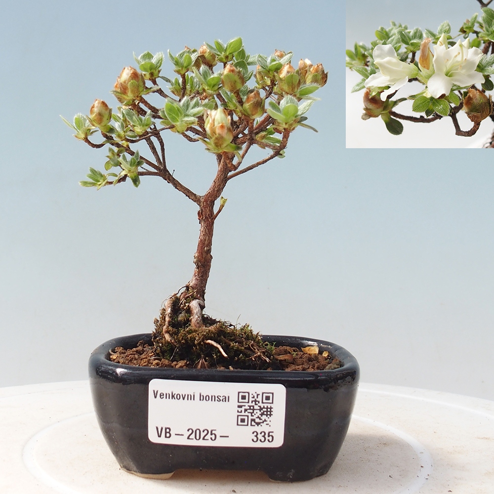 Venkovní bonsai - Rhododendron indicum - Japonská azalka