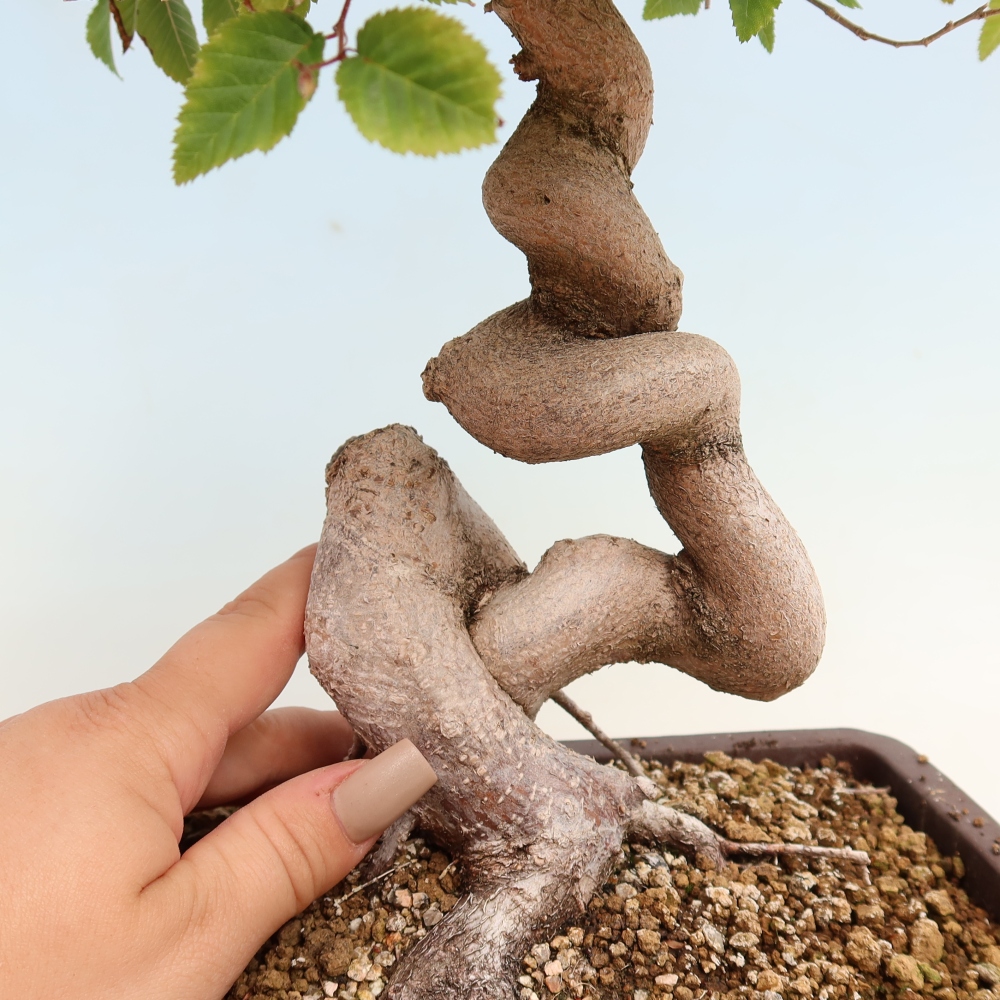 Venkovní bonsai -Carpinus CARPINOIDES - Habr korejský