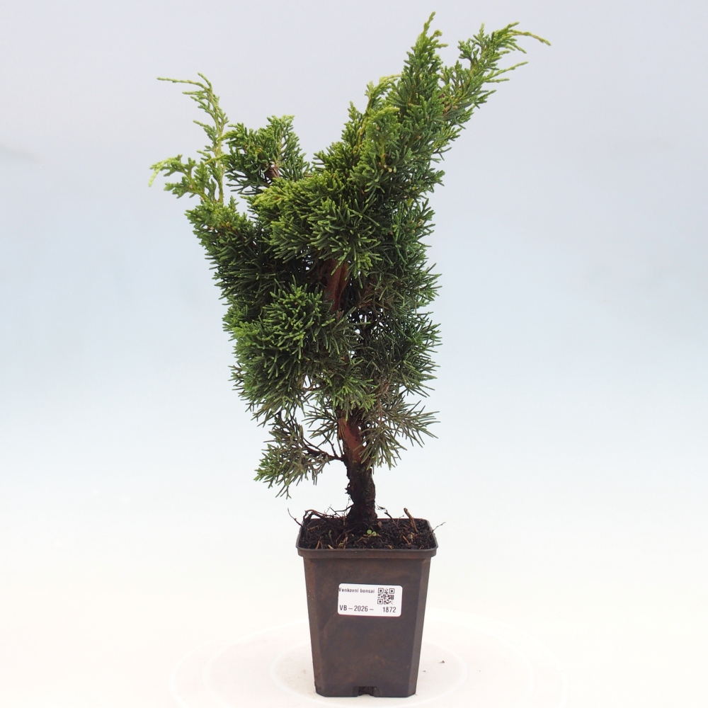 Venkovní bonsai - Juniperus chinensis Kishu -Jalovec čínský