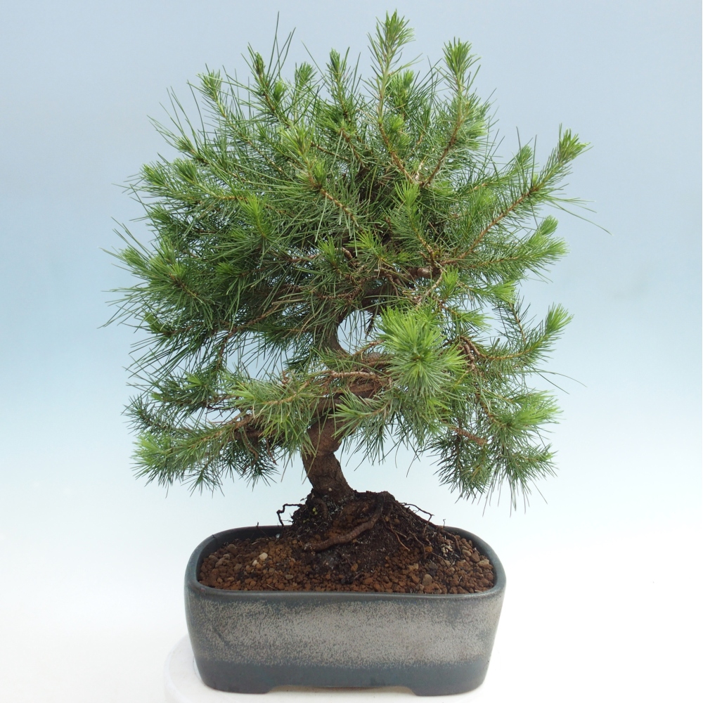 Pokojová bonsai-Pinus halepensis-Borovice alepská