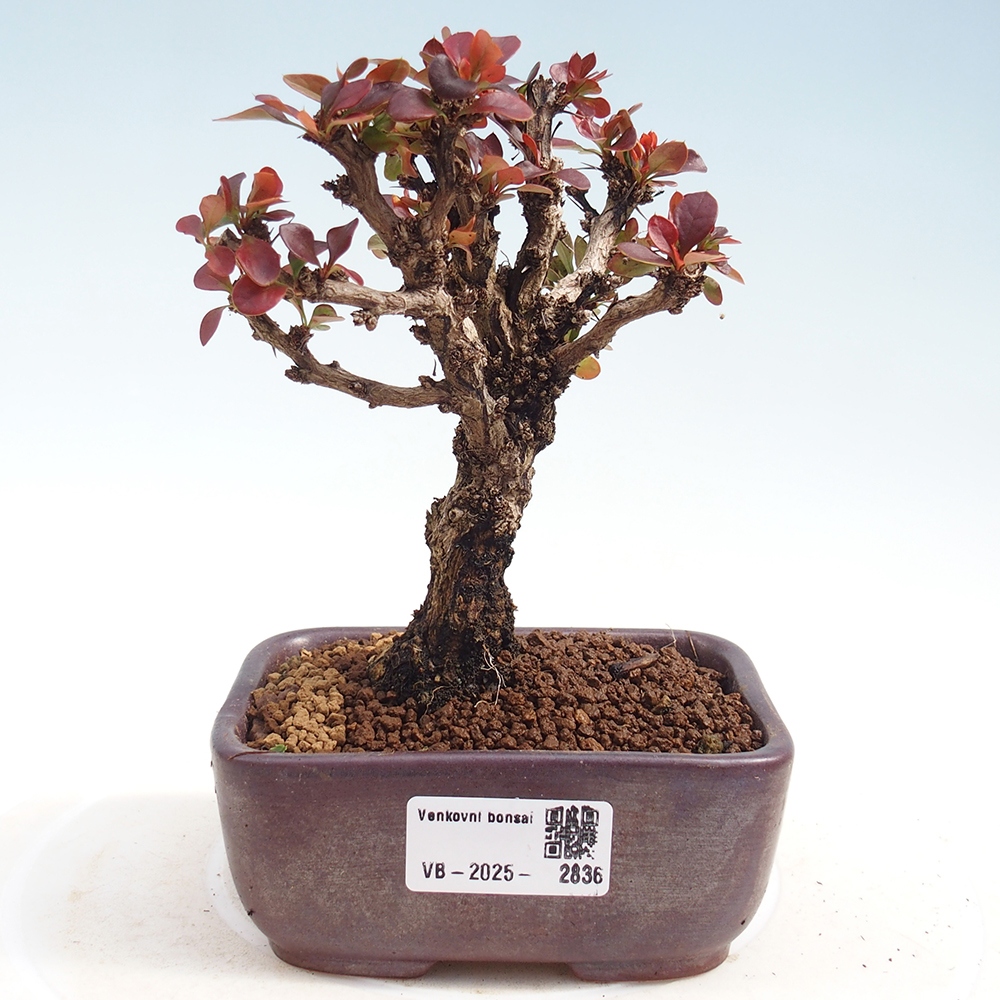 Venkovní bonsai - Berberis Thunbergii Bagatelle - Dřištál 