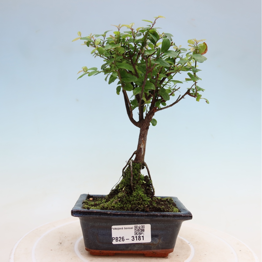 Pokojová bonsai - Sagerécie thea - Sagerécie thea