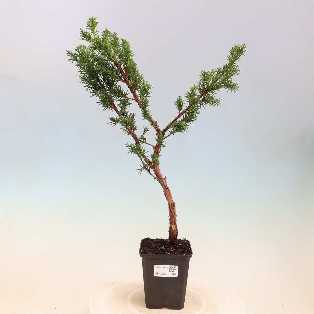 Venkovní bonsai - Juniperus chinensis Kishu -Jalovec čínský