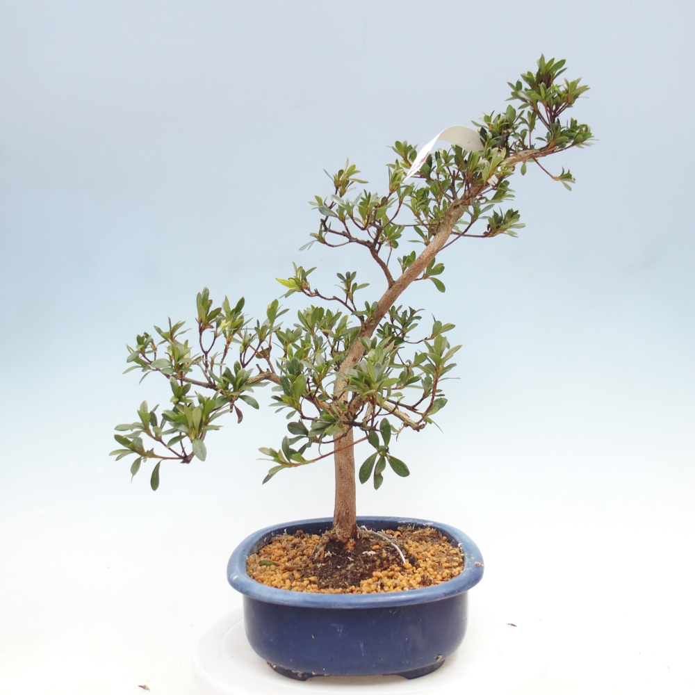 Venkovní bonsai - Japonská azalka - Azalea Senhime