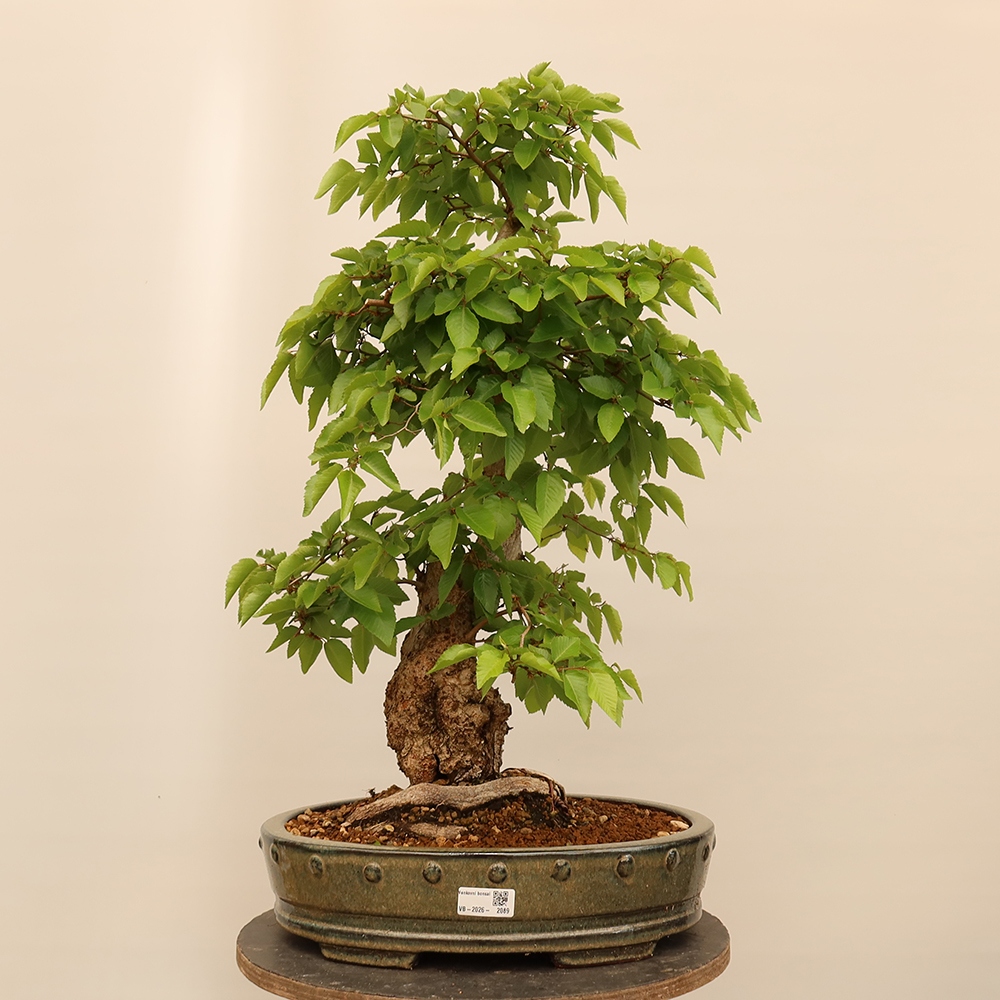 Venkovní bonsai -Carpinus Coreana - Habr korejský