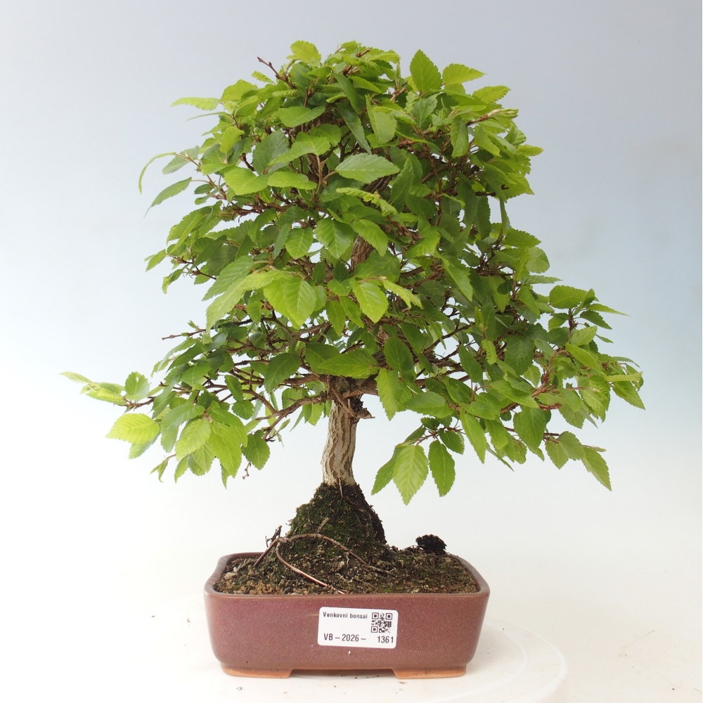 Venkovní bonsai -Carpinus CARPINOIDES - Habr korejský