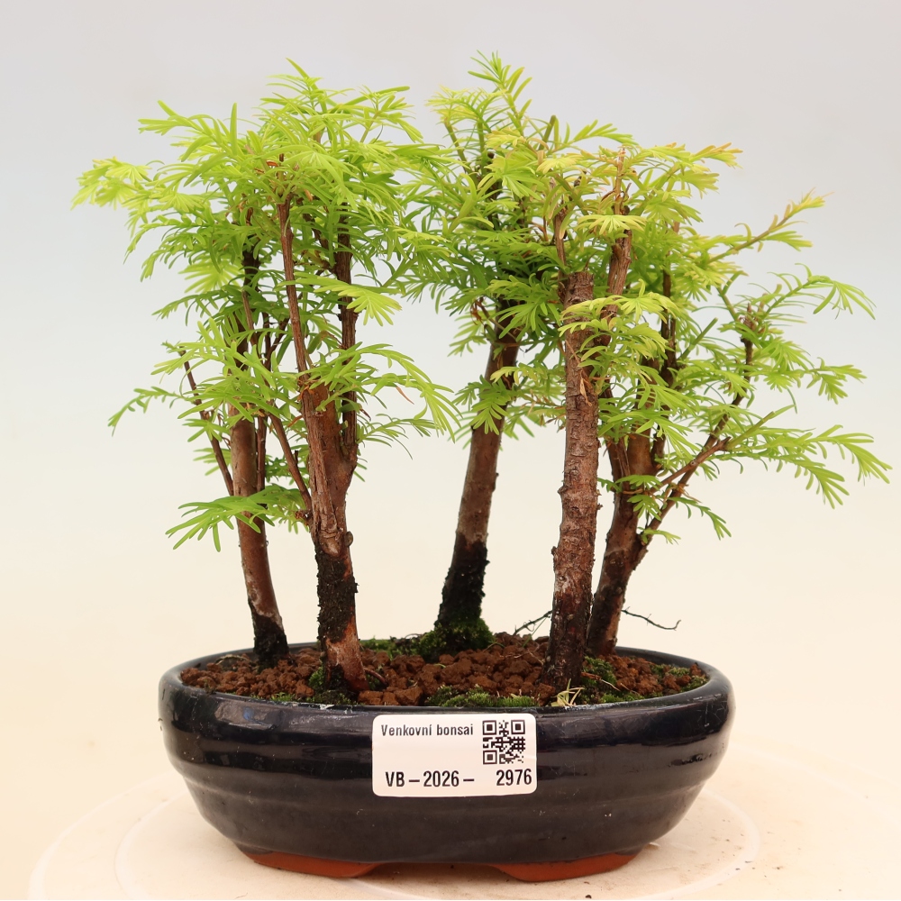 Venkovní bonsai - Metasequoia glyptostroboides - Metasekvoje čínská - lesík