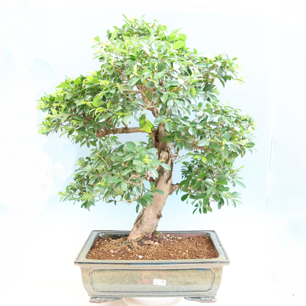 Pokojová bonsai - Australská třešeň - Eugenia uniflora 