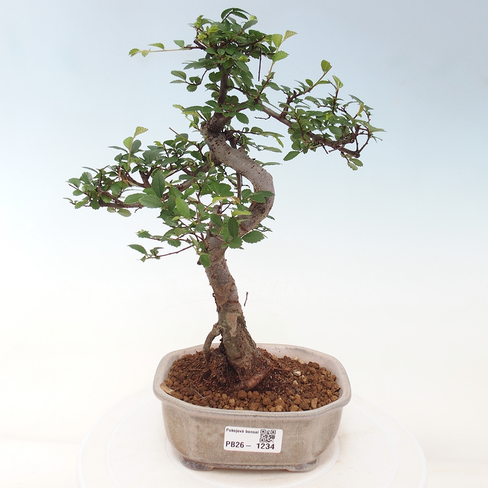 Pokojová bonsai - Ulmus parvifolia - Malolistý jilm
