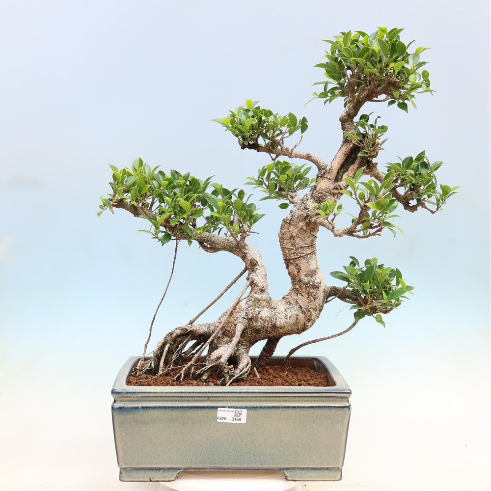 Pokojová bonsai - Ficus kimmen -  malolistý fíkus