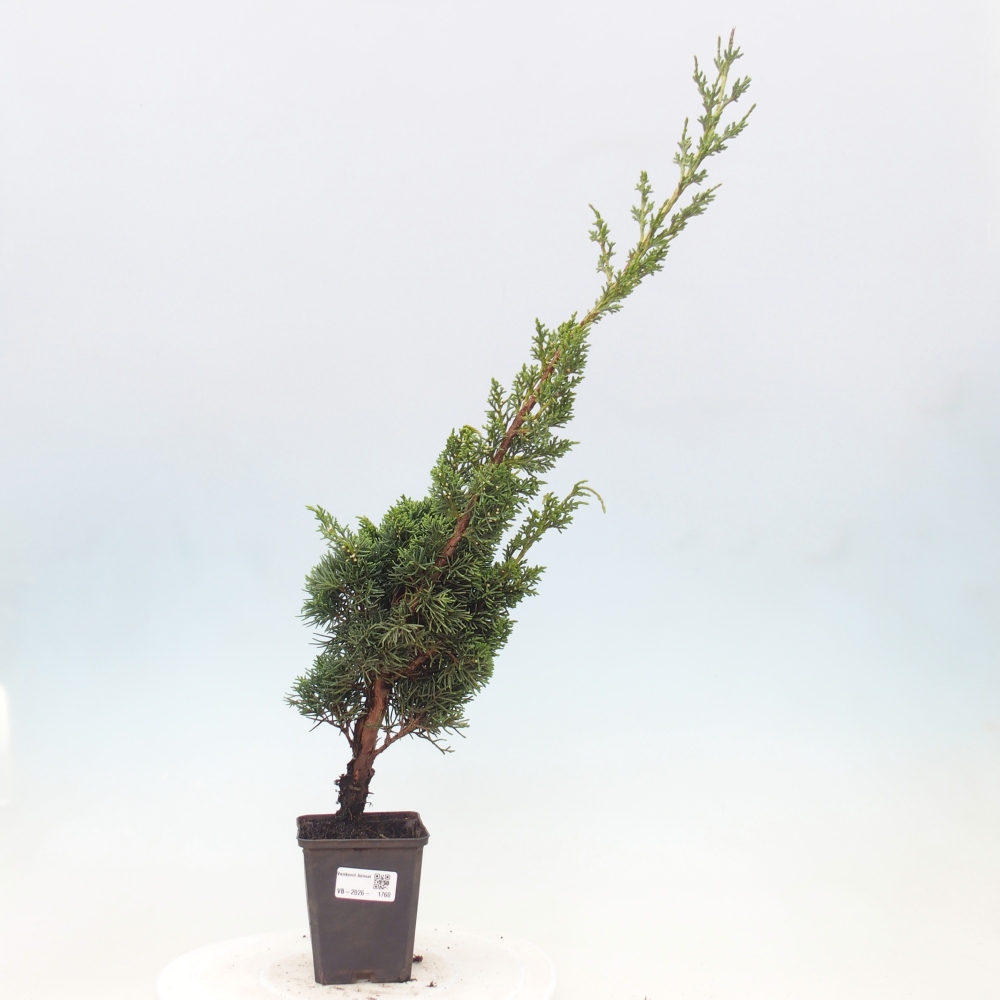 Venkovní bonsai - Juniperus chinensis Kishu -Jalovec čínský